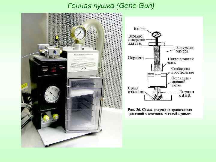Генная пушка (Gene Gun) 