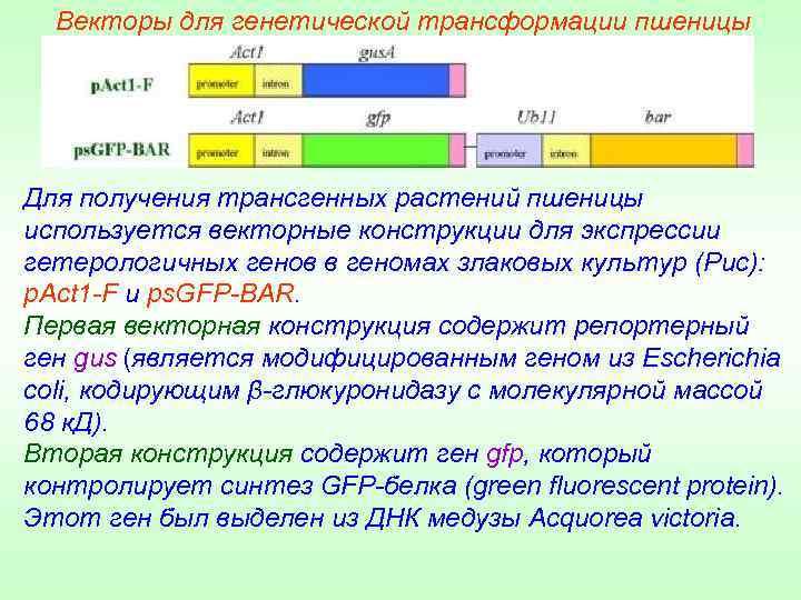 Векторы для генетической трансформации пшеницы Для получения трансгенных растений пшеницы используется векторные конструкции для