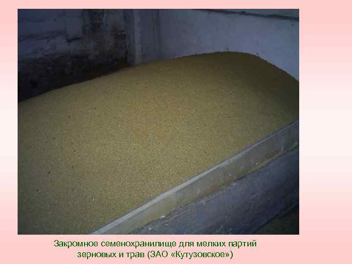 Закромное семенохранилище для мелких партий зерновых и трав (ЗАО «Кутузовское» ) 