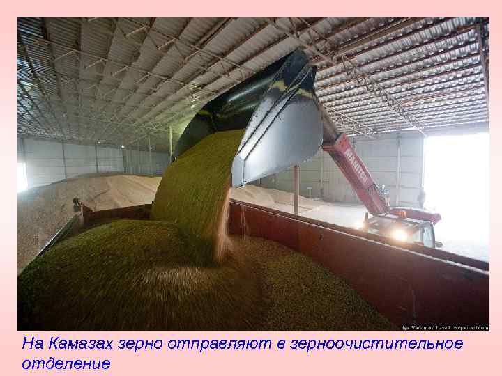 На Камазах зерно отправляют в зерноочистительное отделение 