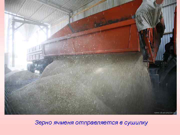 Зерно ячменя отправляется в сушилку 