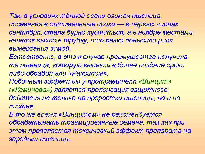 Так, в условиях тёплой осени озимая пшеница, посеянная в оптимальные сроки — в первых