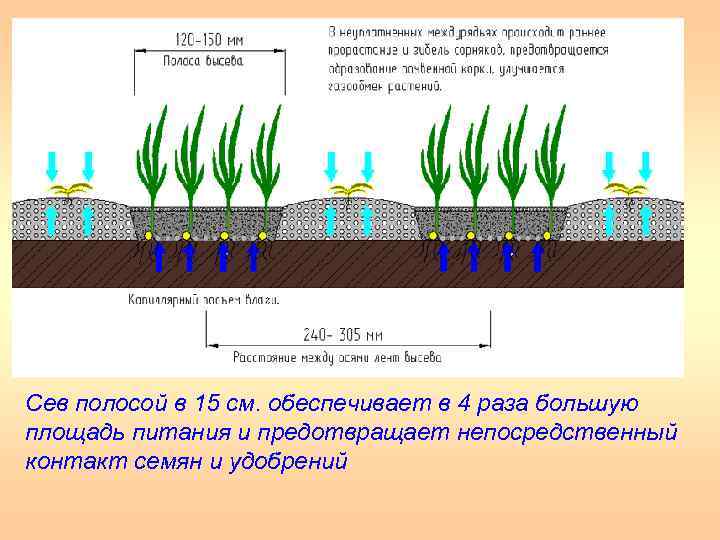 Сев полосой в 15 см. обеспечивает в 4 раза большую площадь питания и предотвращает