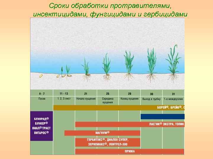Сроки обработки протравителями, инсектицидами, фунгицидами и гербицидами 