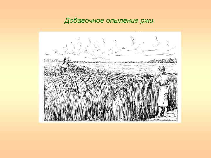 Добавочное опыление ржи 