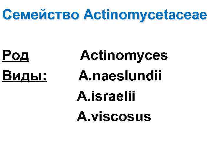 Семейство Actinomycetaceae Род Виды: Actinomyces A. naeslundii A. israelii A. viscosus 