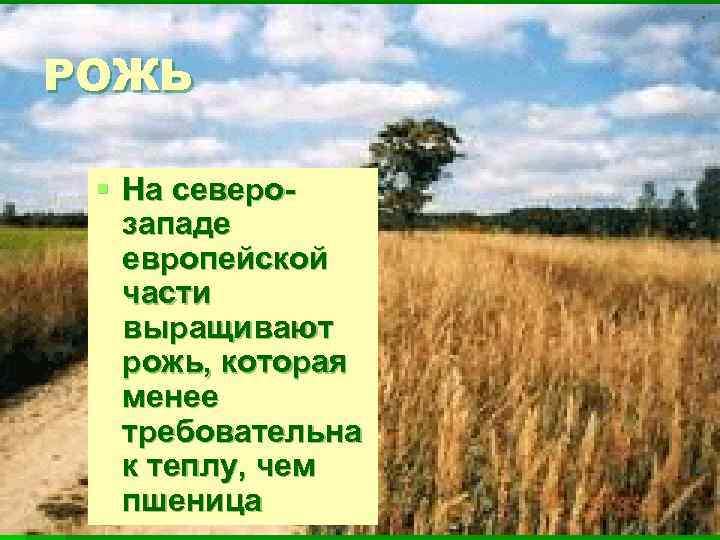 РОЖЬ § На северозападе европейской части выращивают рожь, которая менее требовательна к теплу, чем