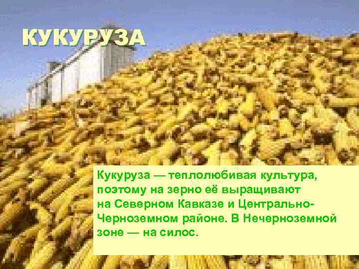 КУКУРУЗА Кукуруза — теплолюбивая культура, поэтому на зерно её выращивают на Северном Кавказе и