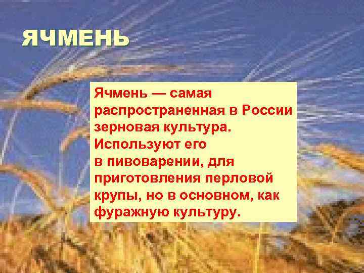 ЯЧМЕНЬ Ячмень — самая распространенная в России зерновая культура. Используют его в пивоварении, для