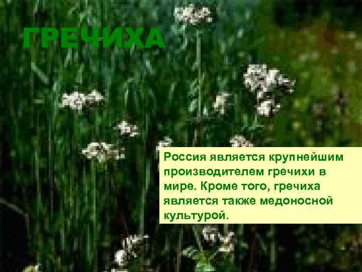ГРЕЧИХА Россия является крупнейшим производителем гречихи в мире. Кроме того, гречиха является также медоносной