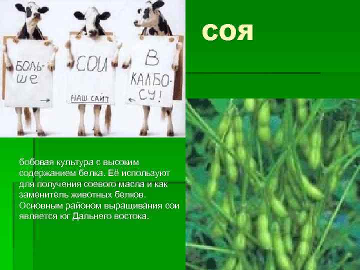 СОЯ бобовая культура с высоким содержанием белка. Её используют для получения соевого масла и