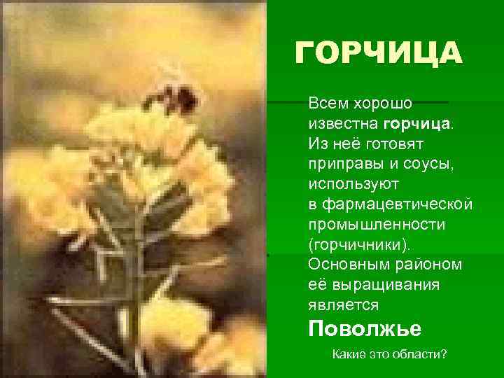 ГОРЧИЦА Всем хорошо известна горчица. Из неё готовят приправы и соусы, используют в фармацевтической