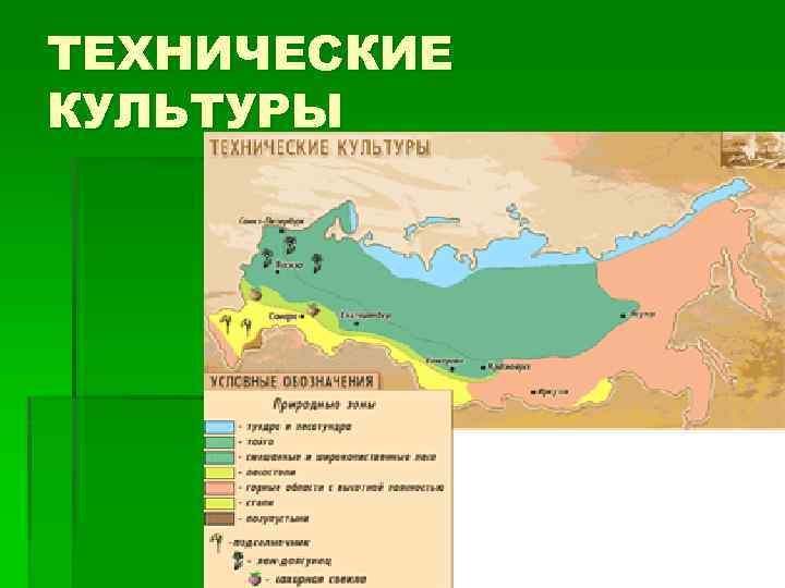 ТЕХНИЧЕСКИЕ КУЛЬТУРЫ 