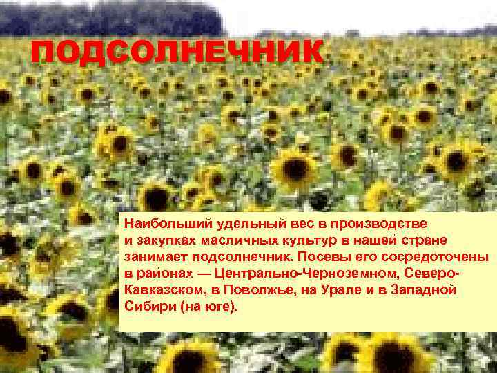 ПОДСОЛНЕЧНИК Наибольший удельный вес в производстве и закупках масличных культур в нашей стране занимает