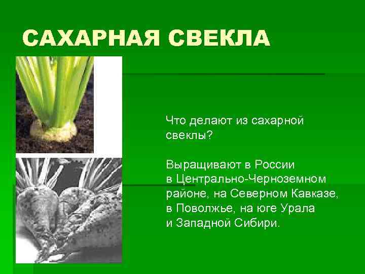 САХАРНАЯ СВЕКЛА Что делают из сахарной свеклы? Выращивают в России в Центрально-Черноземном районе, на