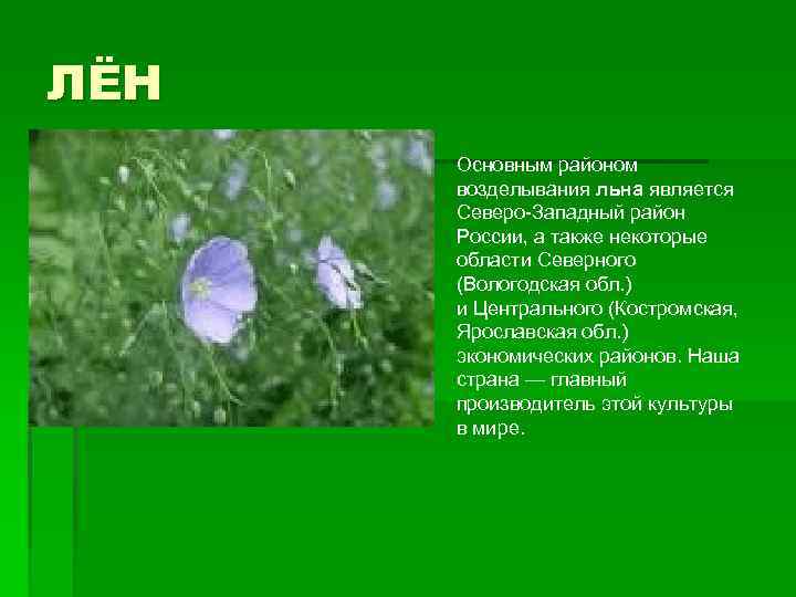 ЛЁН Основным районом возделывания льна является Северо-Западный район России, а также некоторые области Северного