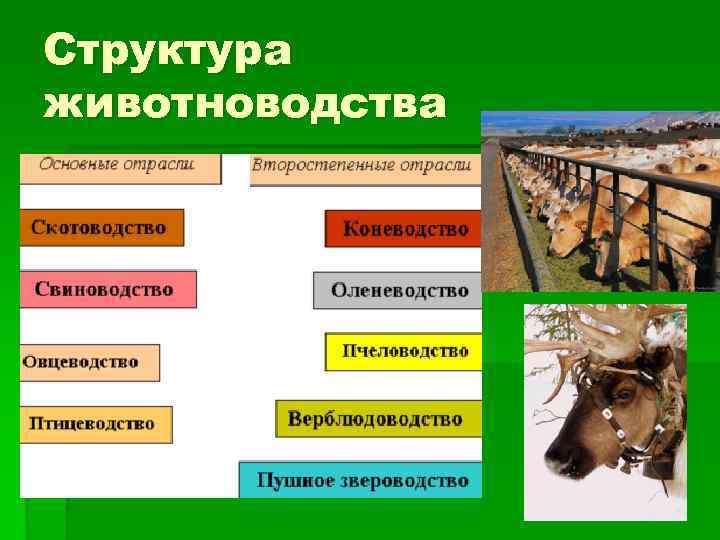 Структура животноводства 
