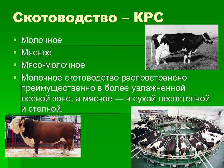 Скотоводство – КРС § § Молочное Мясо-молочное Молочное скотоводство распространено преимущественно в более увлажненной