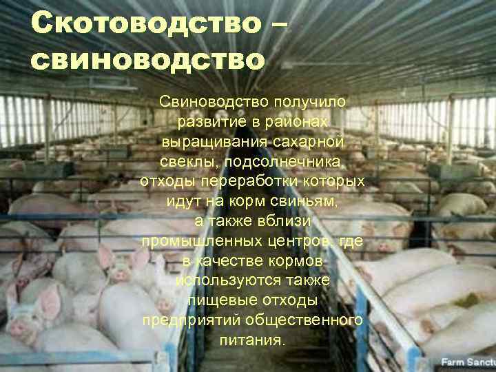 Скотоводство – свиноводство Свиноводство получило развитие в районах выращивания сахарной свеклы, подсолнечника, отходы переработки