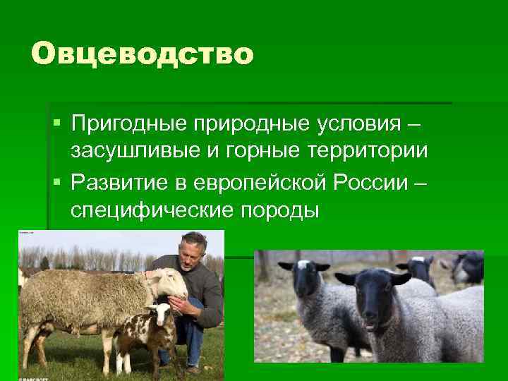 Овцеводство § Пригодные природные условия – засушливые и горные территории § Развитие в европейской