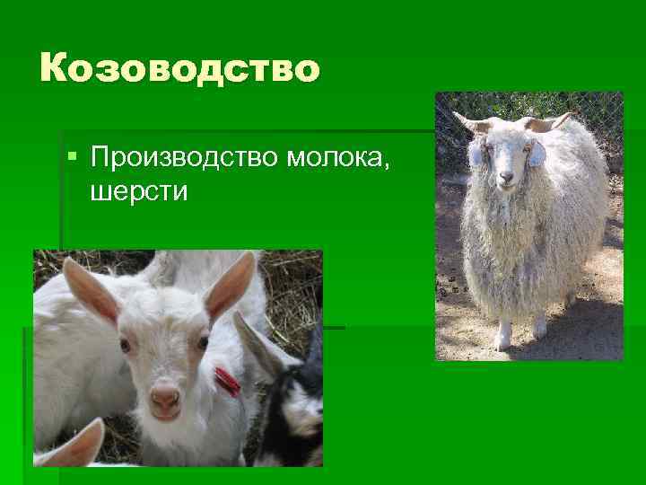 Козоводство § Производство молока, шерсти 