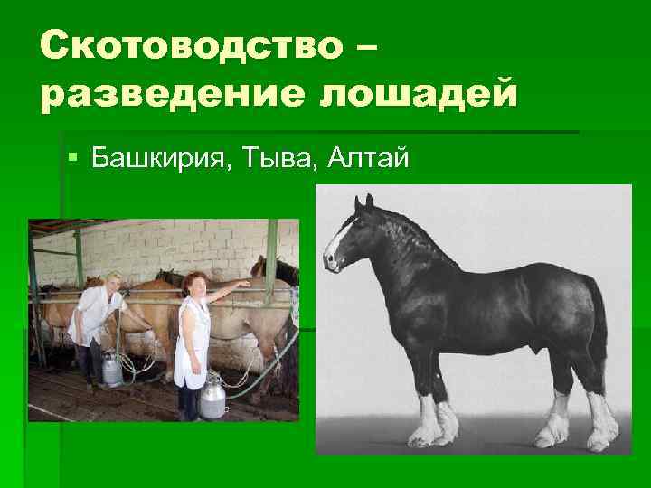 Скотоводство – разведение лошадей § Башкирия, Тыва, Алтай 