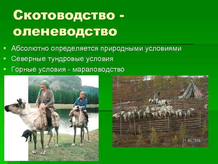 Скотоводство оленеводство § § § Абсолютно определяется природными условиями Северные тундровые условия Горные условия