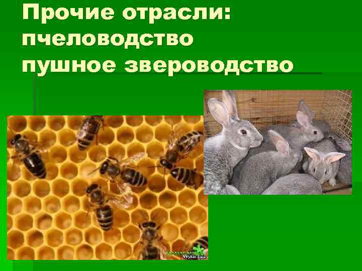 Прочие отрасли: пчеловодство пушное звероводство 