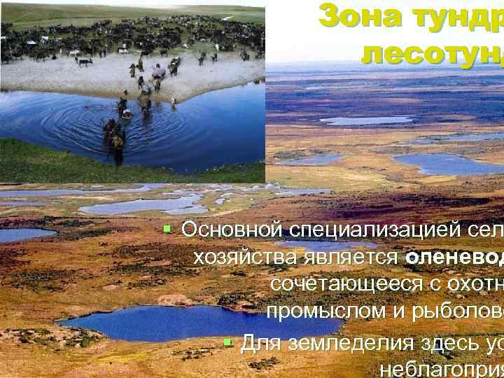 Зона тундр лесотунд § Основной специализацией сел хозяйства является оленевод сочетающееся с охотн промыслом
