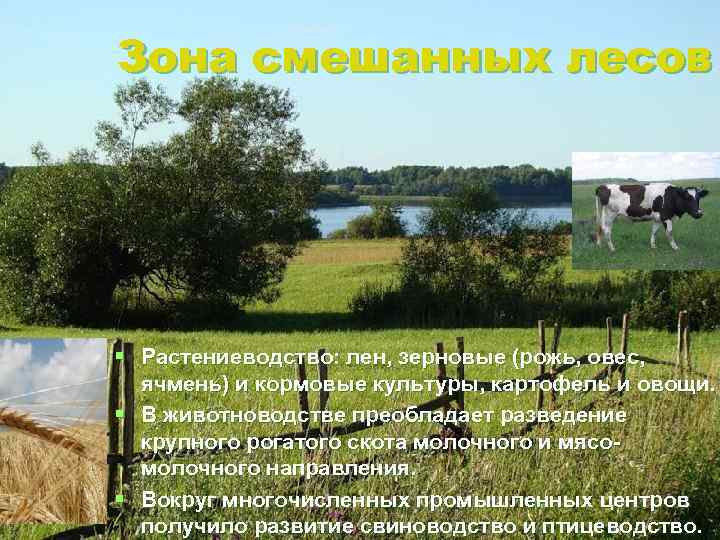 Зона смешанных лесов § Растениеводство: лен, зерновые (рожь, овес, ячмень) и кормовые культуры, картофель