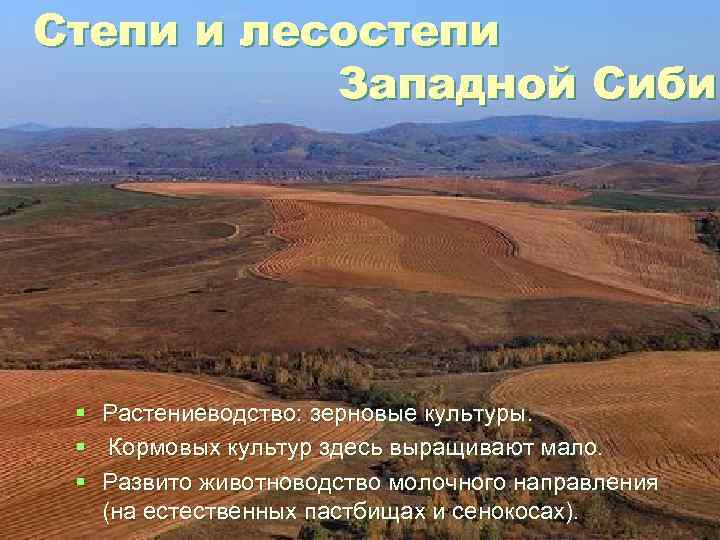 Степи и лесостепи Западной Сибир § § § Растениеводство: зерновые культуры. Кормовых культур здесь