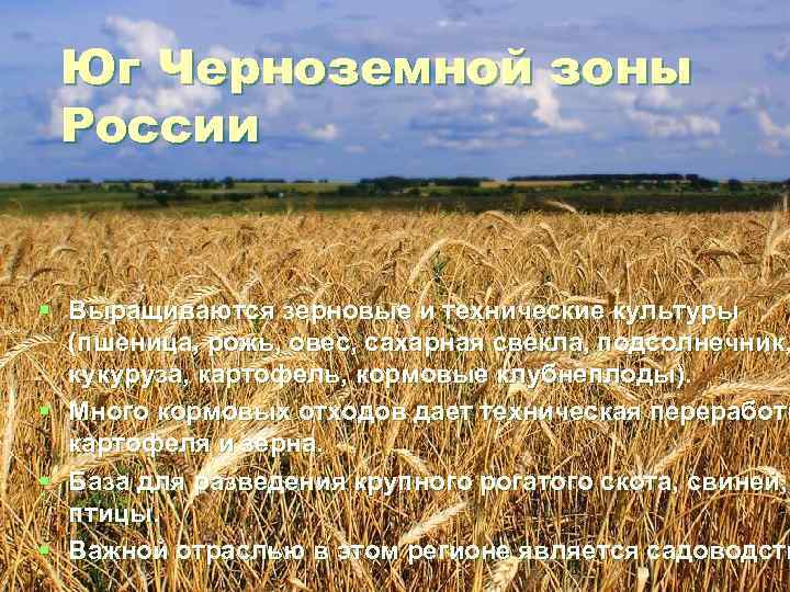 Юг Черноземной зоны России § Выращиваются зерновые и технические культуры (пшеница, рожь, овес, сахарная