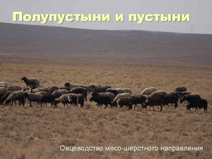 Полупустыни и пустыни Овцеводство мясо-шерстного направления 