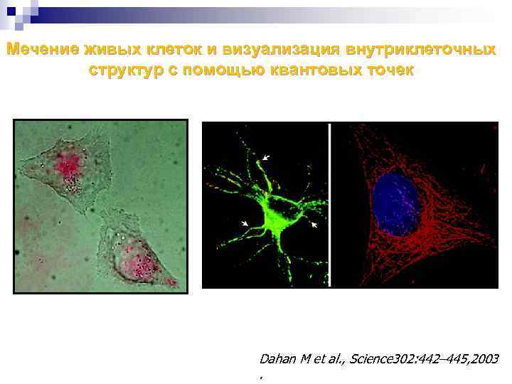 Мечение живых клеток и визуализация внутриклеточных структур с помощью квантовых точек Dahan M et