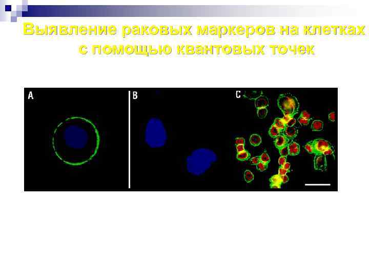 Выявление раковых маркеров на клетках с помощью квантовых точек 