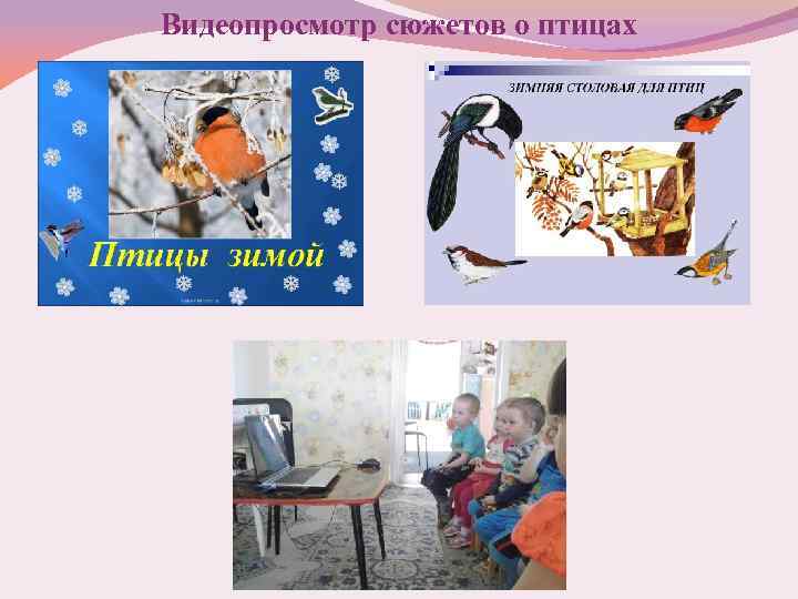 Видеопросмотр сюжетов о птицах 