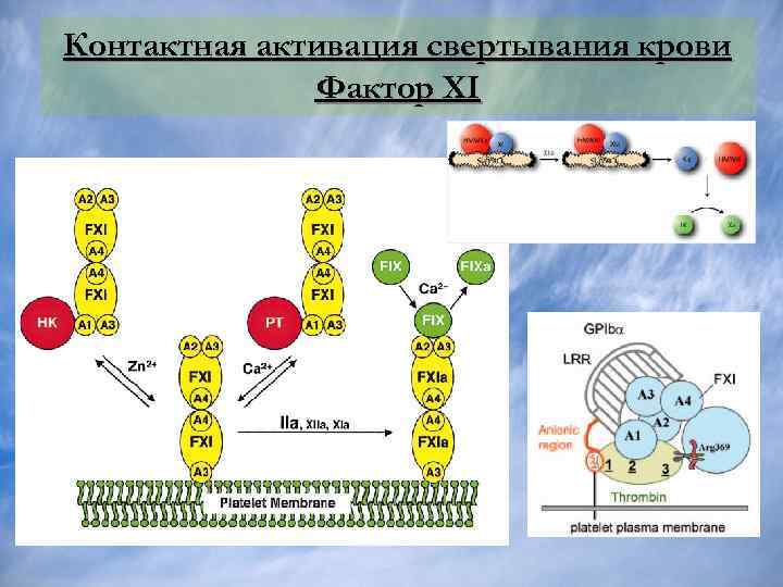 Фактор 12. Активация 12 фактора свертывания. 11 Фактор свертывания крови. Факторы контактной активации. Активация 10 фактора свертывания.