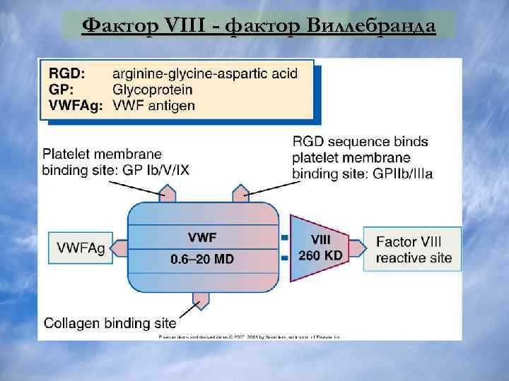 Фактор четырех. Фактор свертывания Виллебранда. Фактор 8 Виллебранда. Фактор Виллебранда структура. Фактор Виллебранда это 8 фактор.
