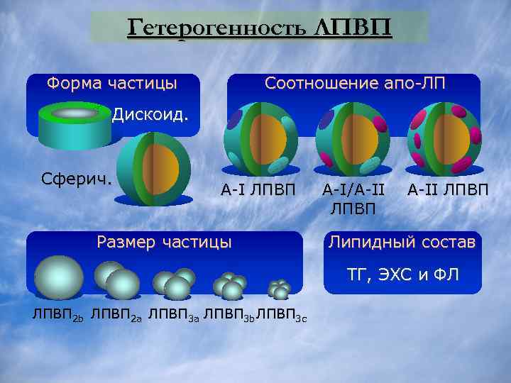 Частицы форма. Липопротеины низкой плотности диаметр частиц. Гетерогенность липидных компонентов липопротеинов. Строение ЛПНП. Гетерогенность липидных компонентов..