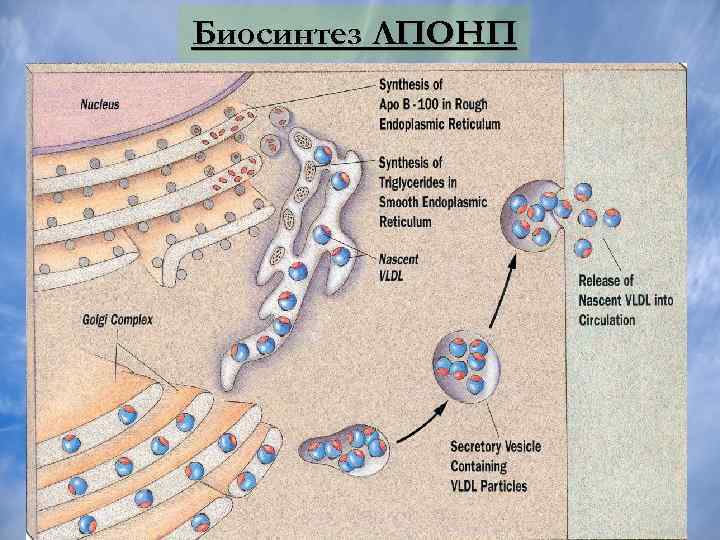 Биосинтез ЛПОНП 