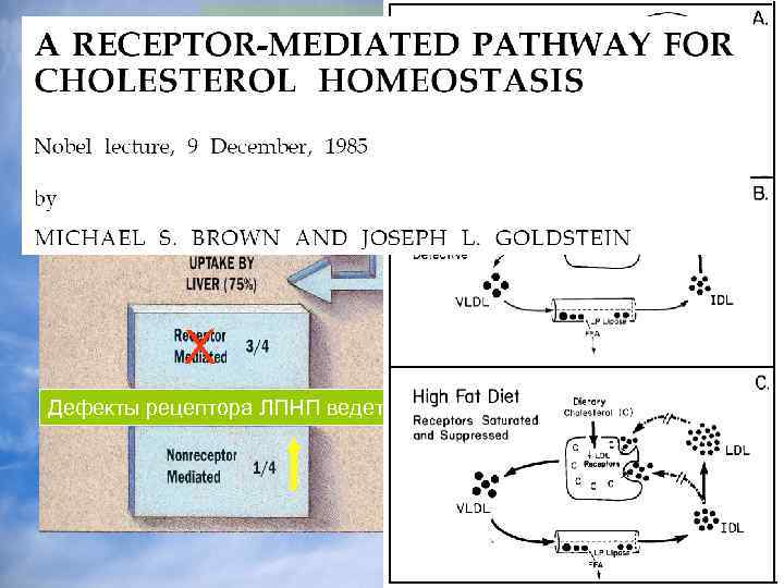 Метаболизм ЛПНП X X Дефекты рецептора ЛПНП ведет к семейной гиперхолестренемии 