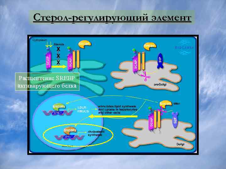 Стерол-регулирующий элемент X X X Расщепление SREBP активирующего белка 