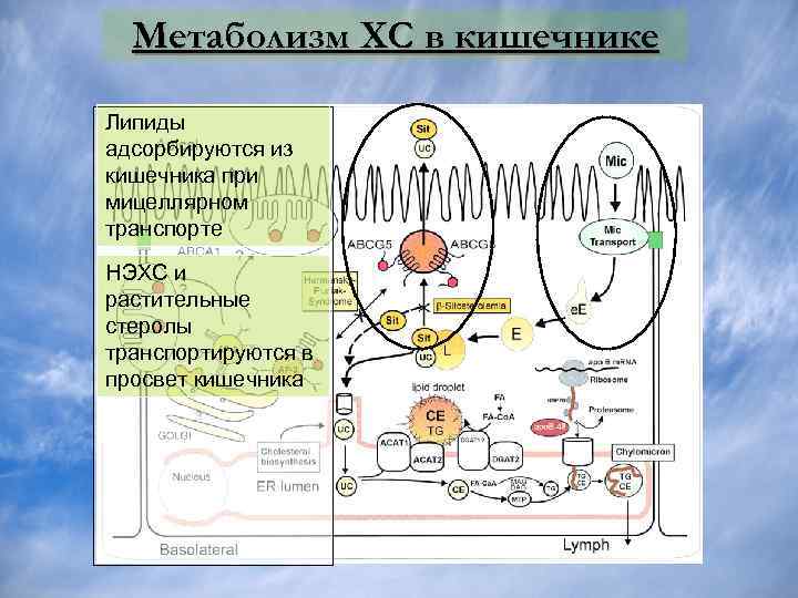 Метаболизм ХС в кишечнике Липиды адсорбируются из кишечника при мицеллярном транспорте НЭХС и растительные