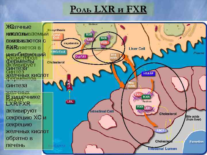 Роль LXR и FXR Желчные XC кислоты накапливаемый связываются с в клетках FXR окисляется
