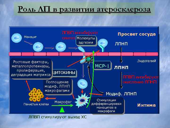 Роль ЛП в развитии атеросклероза ЛПНП проникают через стенку артерии и модифицируются ЛПВП ингибируют