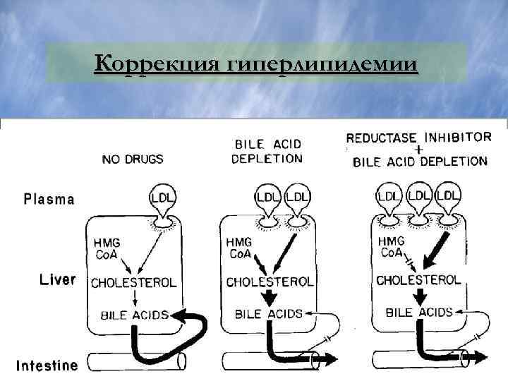 Коррекция гиперлипидемии 