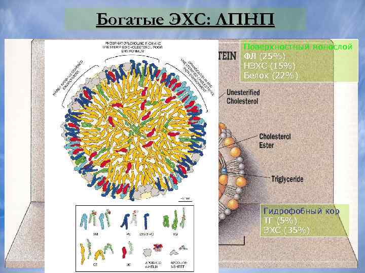 Богатые ЭХС: ЛПНП Поверхностный монослой ФЛ (25%) НЭХС (15%) Белок (22%) Гидрофобный кор ТГ