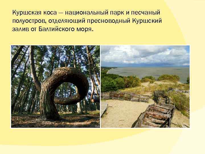 Куршская коса — национальный парк и песчаный полуостров, отделяющий пресноводный Куршский залив от Балтийского