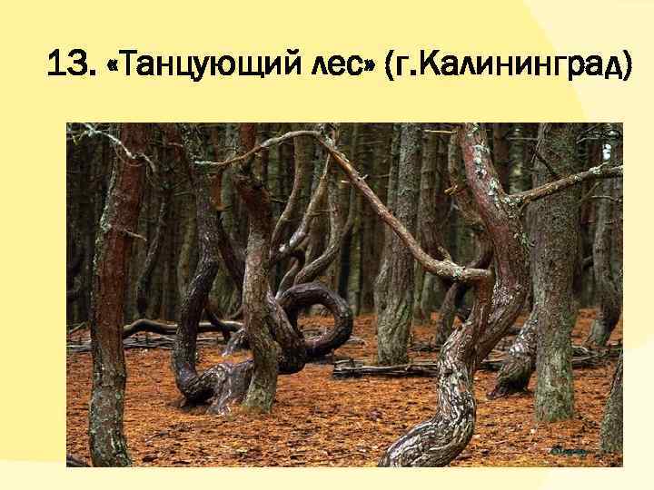 13. «Танцующий лес» (г. Калининград) 