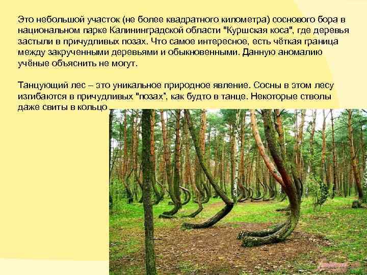 Это небольшой участок (не более квадратного километра) соснового бора в национальном парке Калининградской области